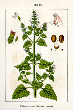 Catnip plant growing in garden.