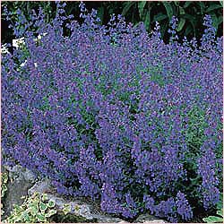 Catnip or catmint growing in the garden.