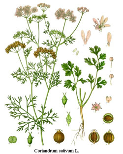 Chives