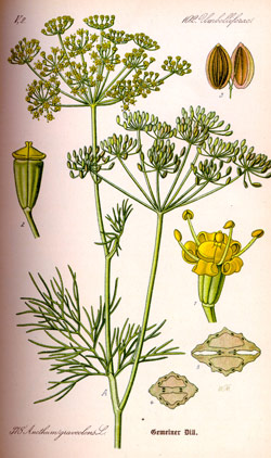 Dill