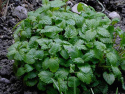 Lemon balm in the garden.