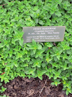 Sweet Marjoram