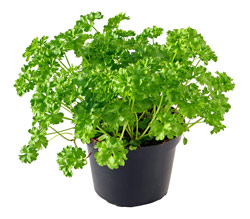 Potted Italian Parsley