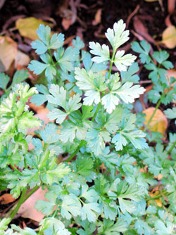 Flat Leaf Parsley