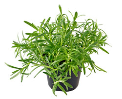 Potted Rosemary