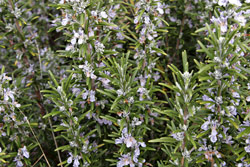 Rosemary