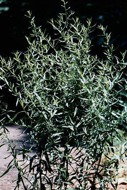 Tarragon