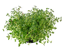 Potted Thyme