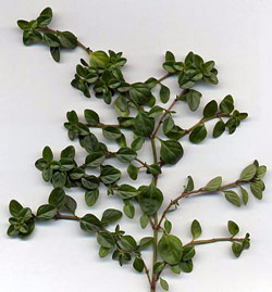 Tarragon Leaves