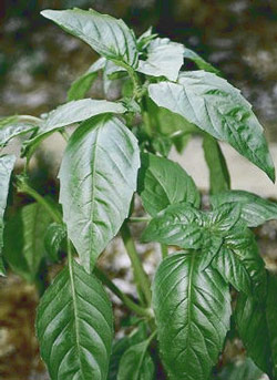 Basil plant growing in garden.