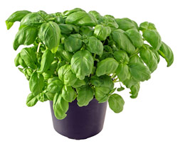 Potted basil herb plant.